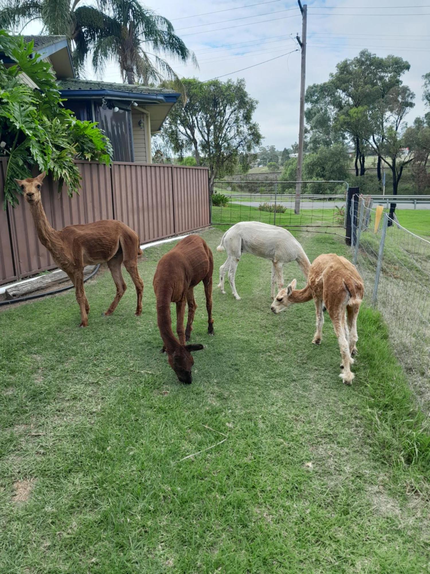 Muswellbrook Northside Bed & Breakfast Exteriér fotografie